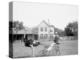 Oliver W., the Famous Trotting Ostrich, Florida Ostrich Farm, Jacksonville, Florida-null-Stretched Canvas