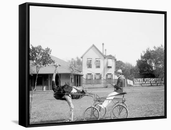 Oliver W., the Famous Trotting Ostrich, Florida Ostrich Farm, Jacksonville, Florida-null-Framed Stretched Canvas