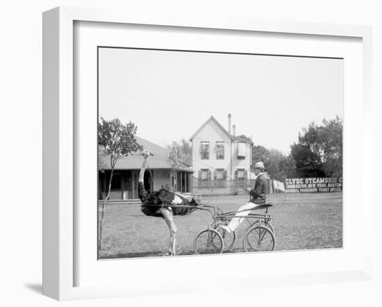 Oliver W., the Famous Trotting Ostrich, Florida Ostrich Farm, Jacksonville, Florida-null-Framed Photo