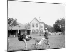 Oliver W., the Famous Trotting Ostrich, Florida Ostrich Farm, Jacksonville, Florida-null-Mounted Photo