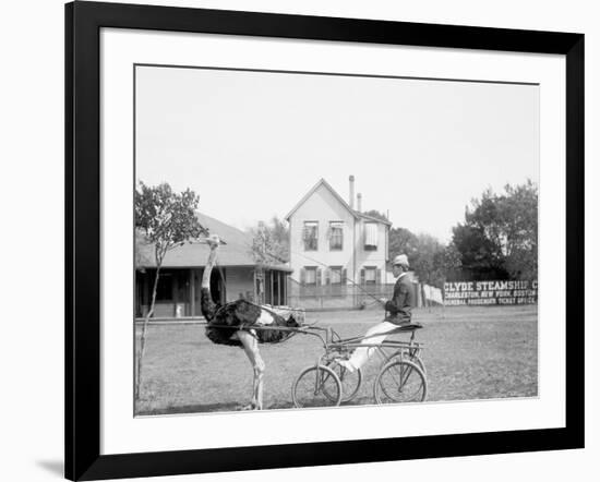 Oliver W., the Famous Trotting Ostrich, Florida Ostrich Farm, Jacksonville, Florida-null-Framed Photo