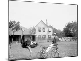 Oliver W., the Famous Trotting Ostrich, Florida Ostrich Farm, Jacksonville, Florida-null-Mounted Photo