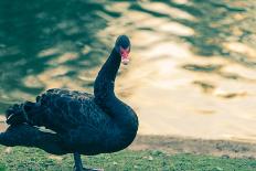 Black Swan Blue-OliverHuitson-Laminated Photographic Print