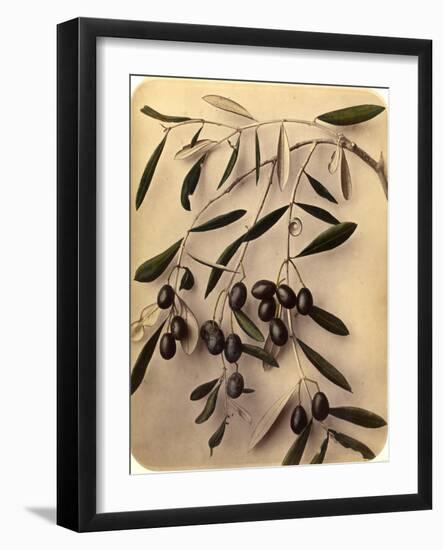 Olives, 1870s-Pietro Guidi-Framed Giclee Print