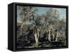 Olives, Corfu, 1912-John Singer Sargent-Framed Stretched Canvas