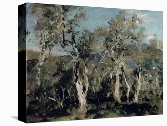 Olives, Corfu, 1912-John Singer Sargent-Stretched Canvas