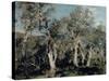 Olives, Corfu, 1912-John Singer Sargent-Stretched Canvas