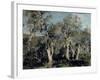 Olives, Corfu, 1912-John Singer Sargent-Framed Premium Giclee Print