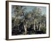 Olives, Corfu, 1912-John Singer Sargent-Framed Premium Giclee Print