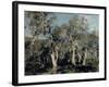 Olives, Corfu, 1912-John Singer Sargent-Framed Premium Giclee Print