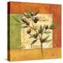 Olives du Midi II-Delphine Corbin-Stretched Canvas