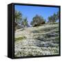 Olives Groves and Wild Flowers, Greece, Europe-Tony Gervis-Framed Stretched Canvas