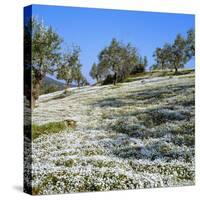 Olives Groves and Wild Flowers, Greece, Europe-Tony Gervis-Stretched Canvas