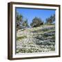 Olives Groves and Wild Flowers, Greece, Europe-Tony Gervis-Framed Photographic Print