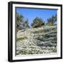 Olives Groves and Wild Flowers, Greece, Europe-Tony Gervis-Framed Photographic Print