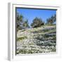 Olives Groves and Wild Flowers, Greece, Europe-Tony Gervis-Framed Photographic Print