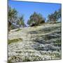 Olives Groves and Wild Flowers, Greece, Europe-Tony Gervis-Mounted Photographic Print