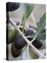 Olives on a Sprig-Rogge & Jankovic-Stretched Canvas