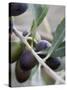 Olives on a Sprig-Rogge & Jankovic-Stretched Canvas