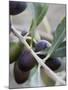 Olives on a Sprig-Rogge & Jankovic-Mounted Photographic Print