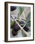 Olives on a Sprig-Rogge & Jankovic-Framed Photographic Print