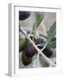 Olives on a Sprig-Rogge & Jankovic-Framed Photographic Print