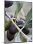 Olives on a Sprig-Rogge & Jankovic-Mounted Photographic Print