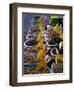 Olives on Market Stall, Provence, France, Europe-Miller John-Framed Photographic Print