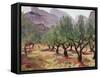 Olives under the Alpilles-Augustus Edwin John-Framed Stretched Canvas