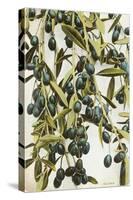 Olives-null-Stretched Canvas