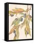 Olives-unknown VanDyk-Framed Stretched Canvas