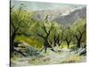 Olivetrees-Pol Ledent-Stretched Canvas