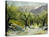 Olivetrees-Pol Ledent-Stretched Canvas