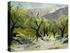 Olivetrees-Pol Ledent-Stretched Canvas