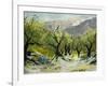 Olivetrees-Pol Ledent-Framed Art Print