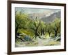 Olivetrees-Pol Ledent-Framed Art Print