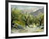 Olivetrees-Pol Ledent-Framed Art Print