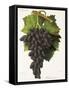 Olivette Noire Grape-J. Troncy-Framed Stretched Canvas