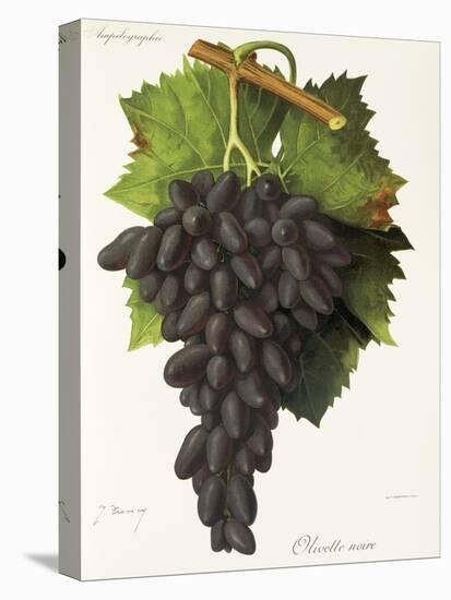 Olivette Noire Grape-J. Troncy-Stretched Canvas