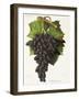 Olivette Noire Grape-J. Troncy-Framed Giclee Print