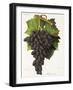 Olivette Noire Grape-J. Troncy-Framed Giclee Print