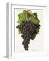 Olivette Noire Grape-J. Troncy-Framed Giclee Print