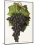 Olivette Noire Grape-J. Troncy-Mounted Giclee Print