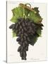 Olivette Noire Grape-J. Troncy-Stretched Canvas