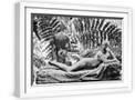 White Frame