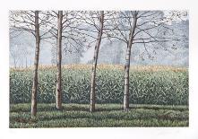 Birches and Corn Field-Oliviero Masi-Collectable Print