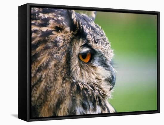 Ollie the European Eagle Owl, April 2003-null-Framed Stretched Canvas