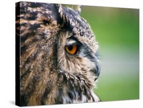 Ollie the European Eagle Owl, April 2003-null-Stretched Canvas