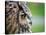 Ollie the European Eagle Owl, April 2003-null-Stretched Canvas