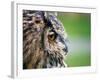 Ollie the European Eagle Owl, April 2003-null-Framed Photographic Print